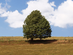 ein grüner Baum in der Landschaft